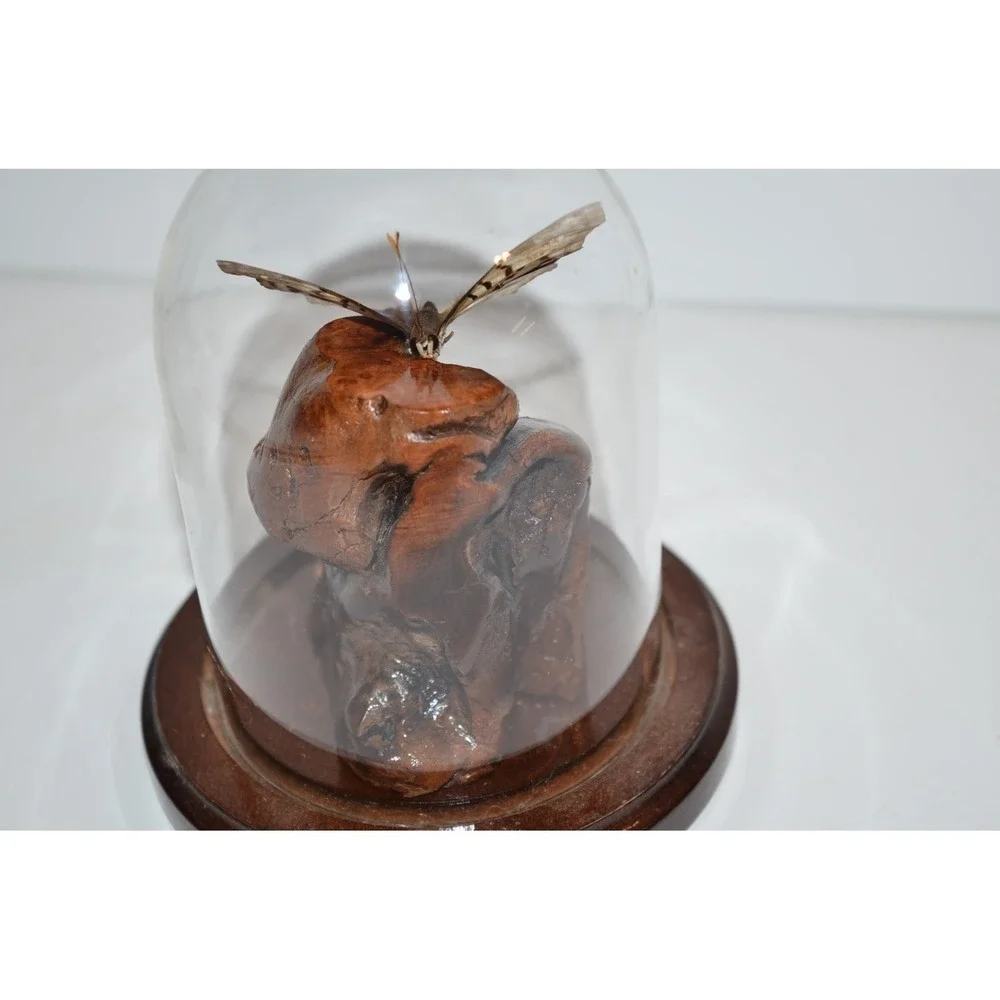 Vtg Turquoise Emperor Butterfly In Dome Habitat Taxidermy iridescent‎ blue aqua